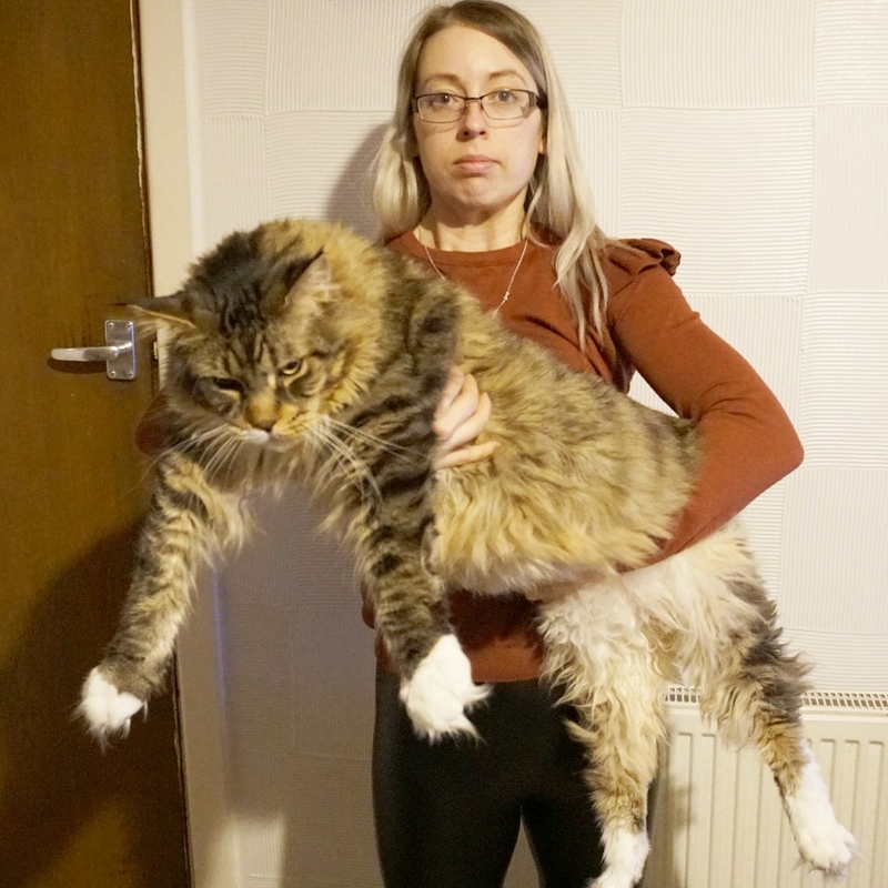 Ludo, el gato doméstico más grande del mundo, es realmente enorme | Facebook/@LudotheCat