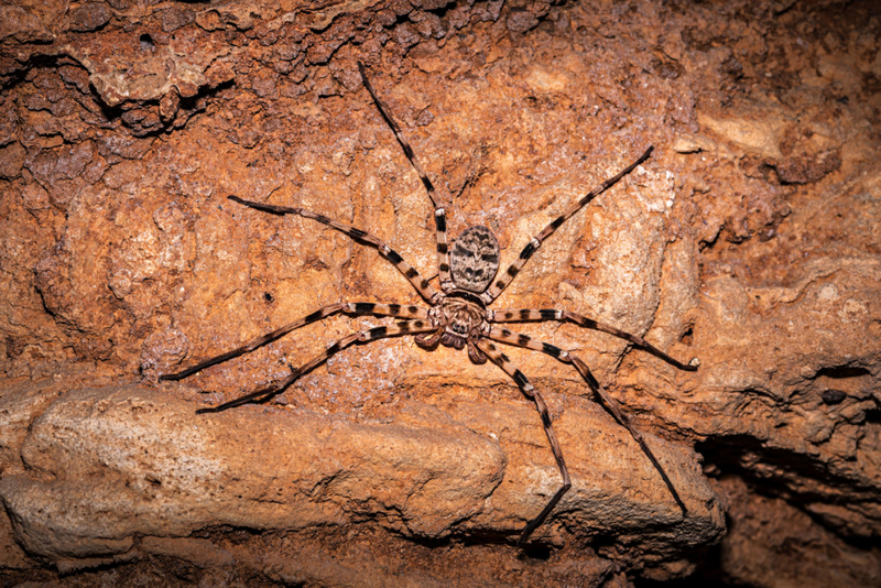 Arañas de gran tamaño | Alamy Stock Photo