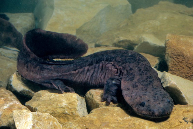 La especie de anfibios más grandes | Alamy Stock Photo