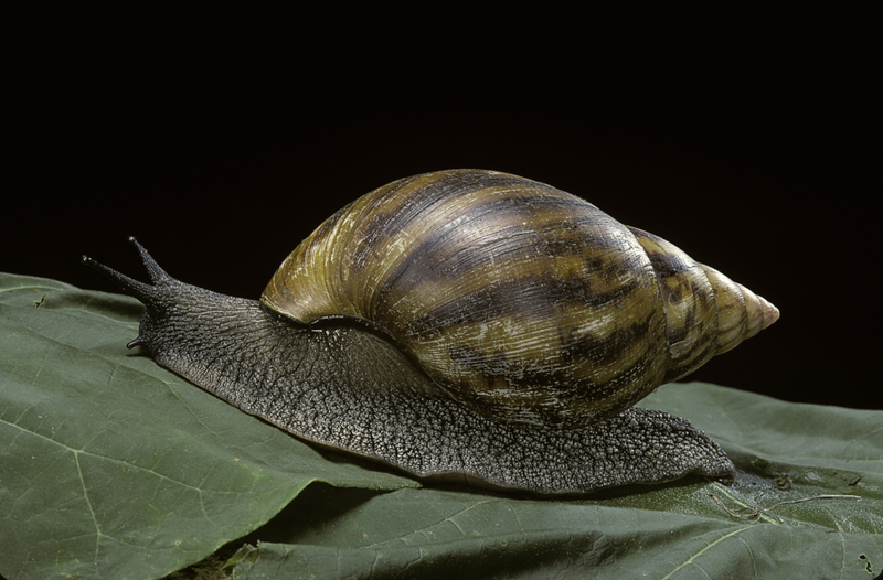El caracol africano gigante | Getty Images Photo by Paul Starosta