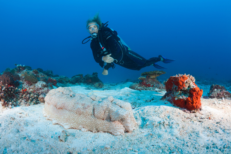 El pepino de mar gigantesco | Alamy Stock Photo