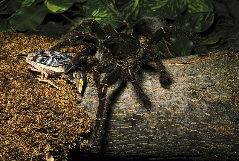 Arañas de gran tamaño | Getty Images Photo by John Mitchell