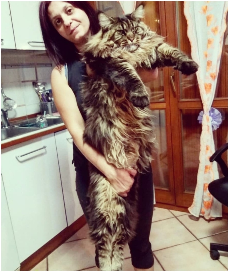 Barivel, el monstruoso gato doméstico | Instagram/@barivel_maine_coon