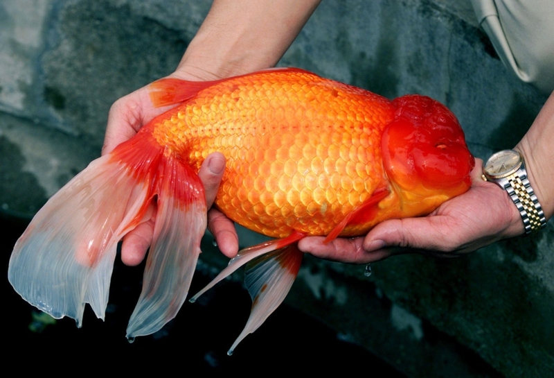 El pez dorado de un kg. | Alamy Stock Photo