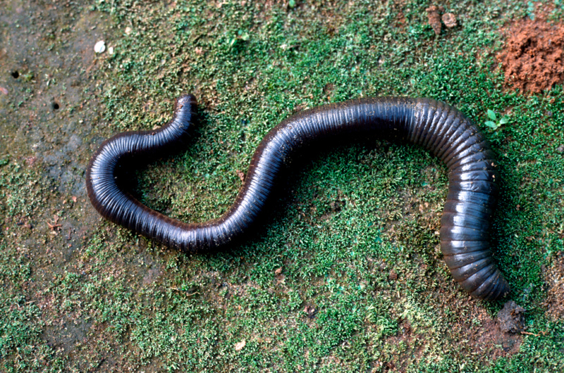 Esta lombriz de tierra es tan grande como una serpiente | Alamy Stock Photo