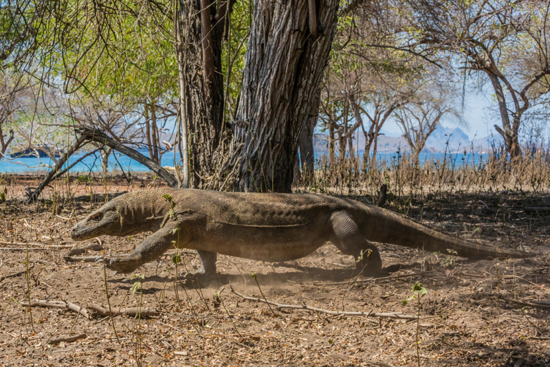 Los dragones de Komodo también podrían ser dinosaurios | Alamy Stock Photo