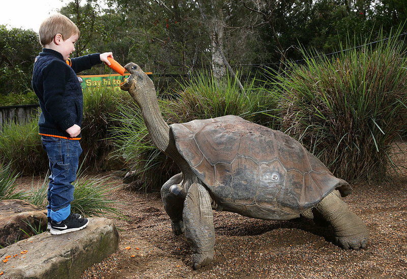 La tortuga más grande del mundo pesó 415 kg. | Getty Images Photo by Peter Lorimer/Newspix