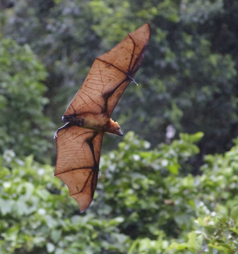 Zorro volador Bismarck de Nueva Guinea de 1,5 metros | Alamy Stock Photo