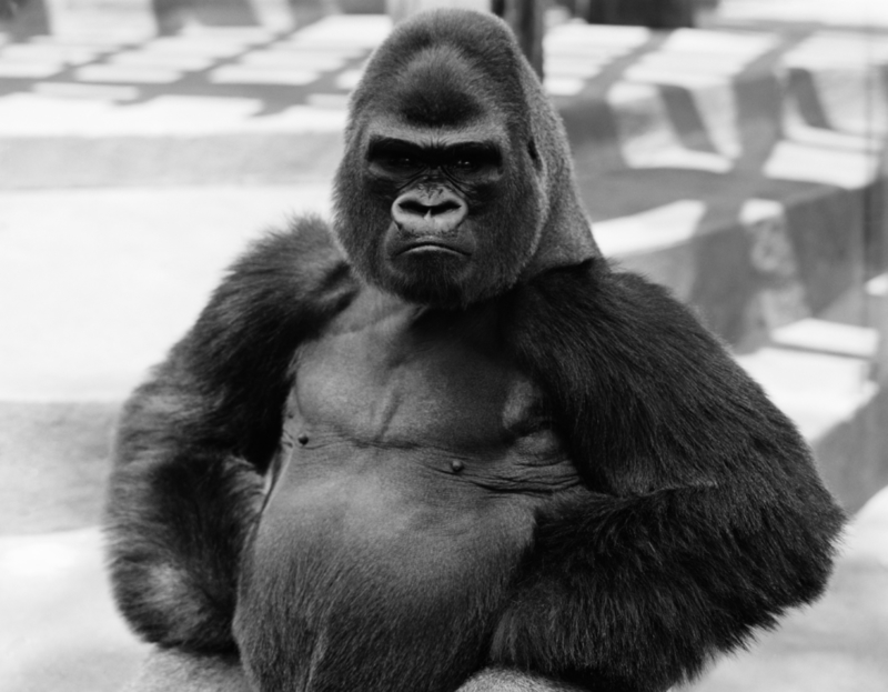 El primate más grande | Getty Images Photo by H. Armstrong Roberts/Retrofile