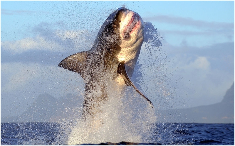 Un enorme tiburón blanco de 36 pies fue detenido en el sur de Australia | Getty Images Photo by Chris Brunskill Ltd/Corbis