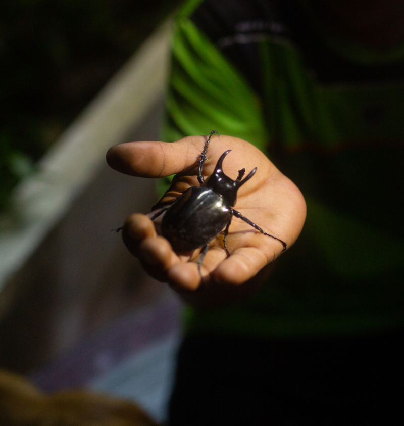 El escarabajo Atlas más grande | Shutterstock