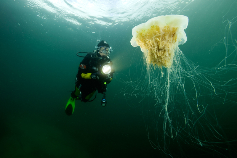El rey de las medusas | Alamy Stock Photo