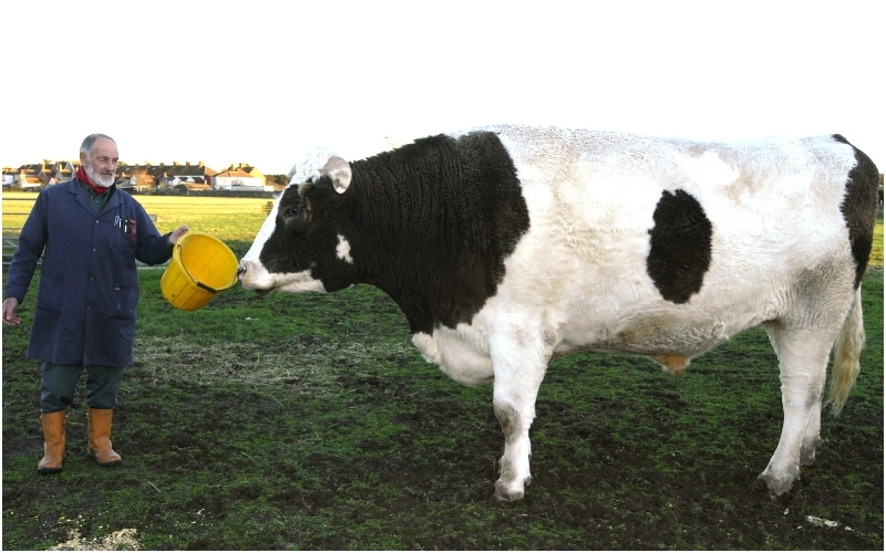 El propietario afirma que el toro de 1500 kg. es “puro músculo” | Getty Images Photo by Justin GoffUK Press