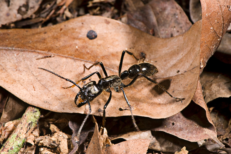 Las hormigas más grandes del mundo | Shutterstock