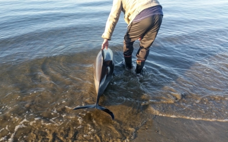 Un hombre salva a un delfín varado en la playa | Alamy Stock Photo