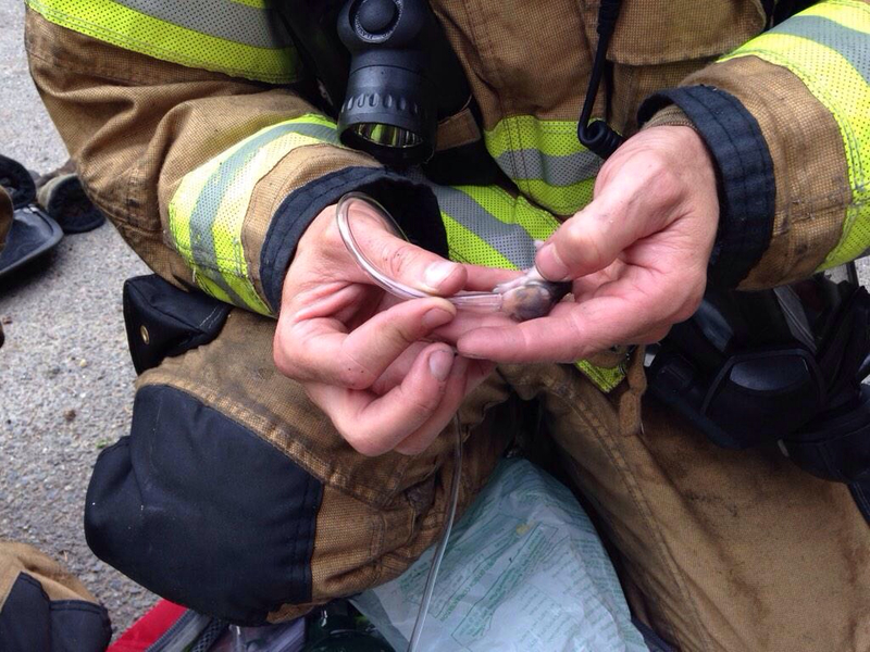 Este bombero salvó a unos bebés hamster del incendio de un remolque | Twitter/@LaceyFireDist3