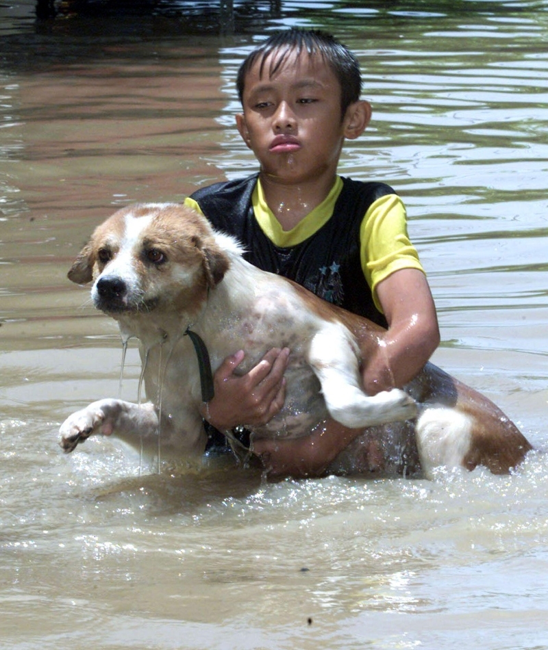 Un niño salva a un cachorro de una inundación | Alamy Stock Photo