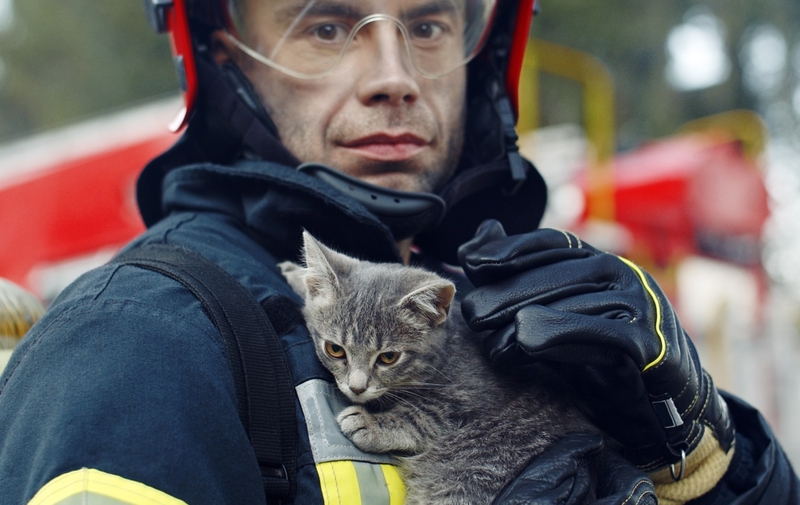 Los animales saben cuándo han sido rescatados de la muerte | Shutterstock