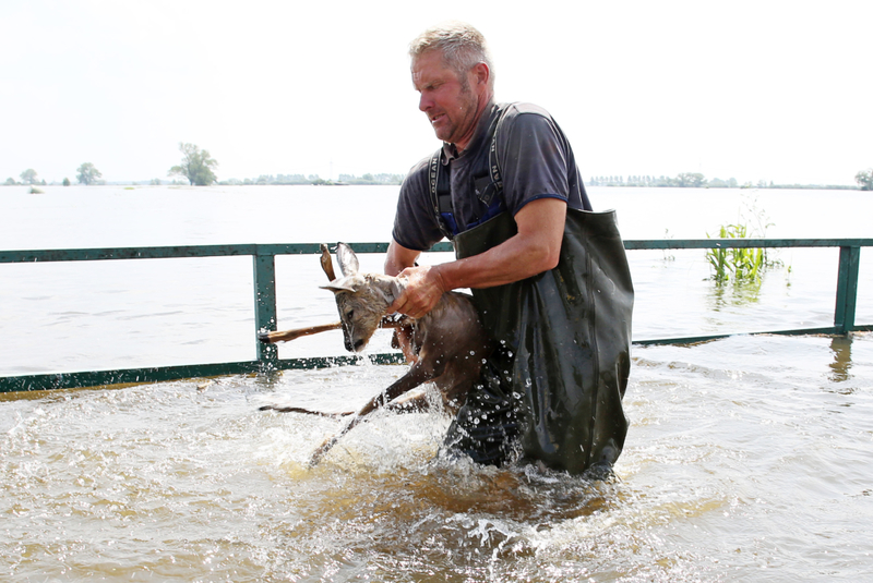 Este hombre salvó a un ciervo de una inundación | Getty Images Photo by Christian Charisius/picture alliance