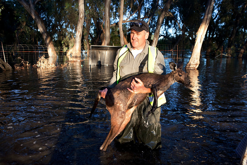 El canguro es rescatado | Getty Images Photo by Gideon Mendel/In Pictures/Corbis 