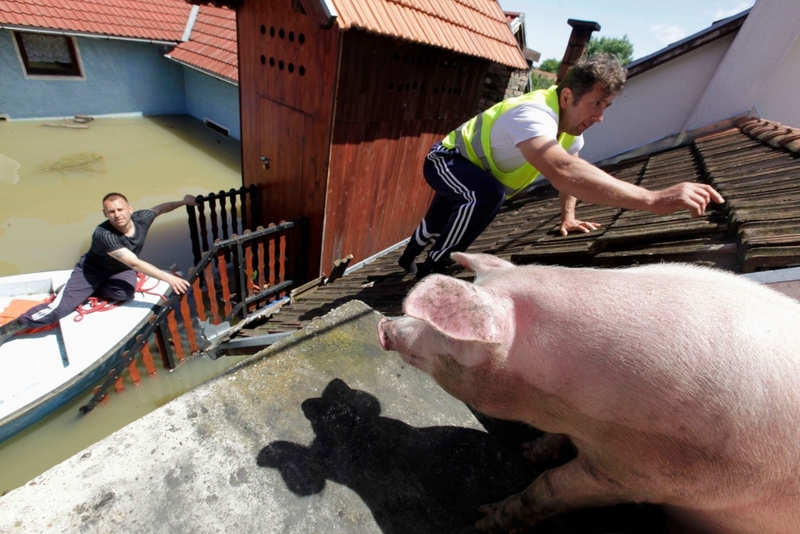 Salvar a un cerdo de un tejado | Alamy Stock Photo