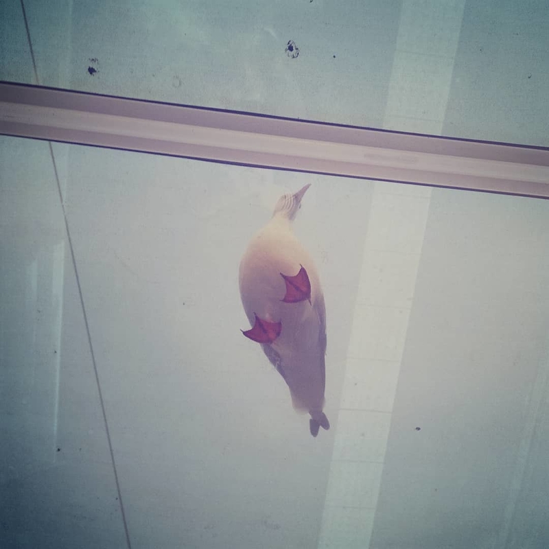 Así se ve una gaviota desde abajo | Instagram/@dunpealt