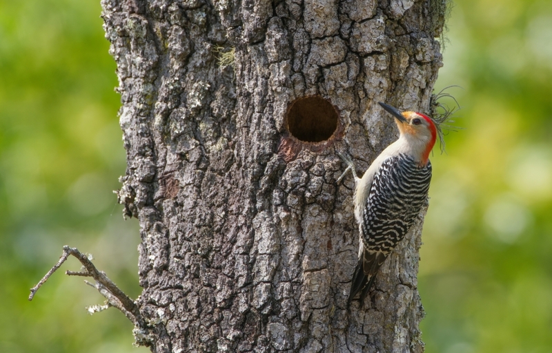 Oak Trees Are Biodiversity Monarchs | Shutterstock