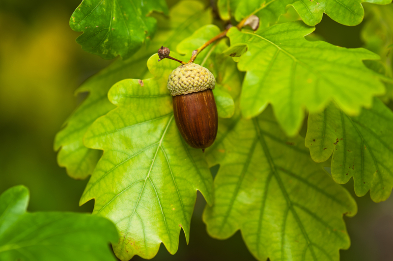 Oak Trees Are Biodiversity Monarchs | Shutterstock