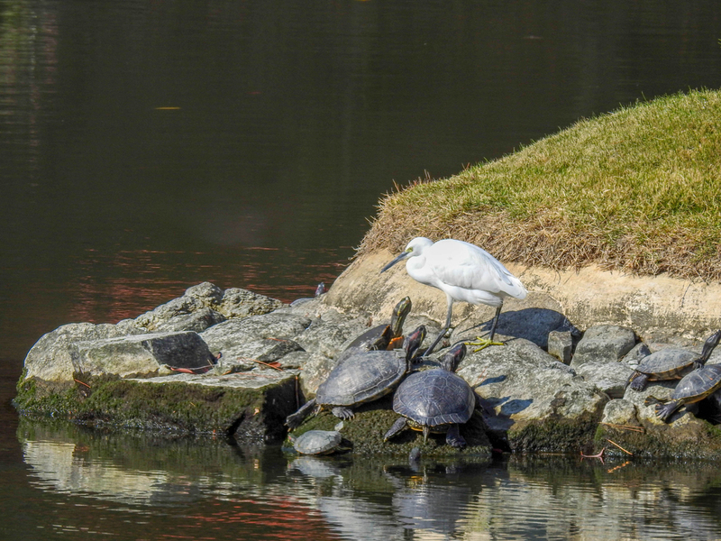 Hey, das ist keine Schildkröte! | Lisa Crawford/Shutterstock