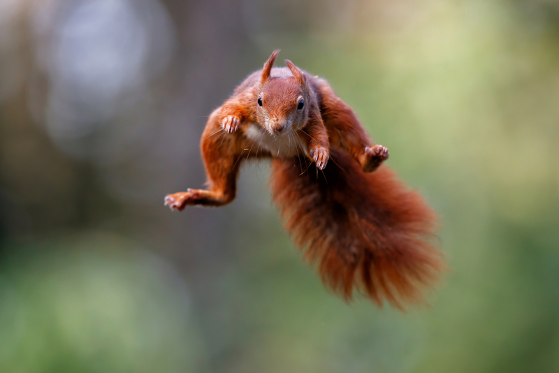 Vorsicht Leute, nehmt euch vor dem roten Eichhörnchen in Acht! | Henk Bogaard/Shutterstock