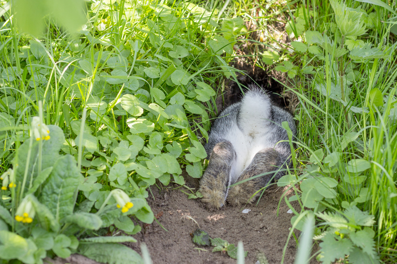Wo soll ein Kaninchen denn sonst hin? | Getty Images Photo by coramueller