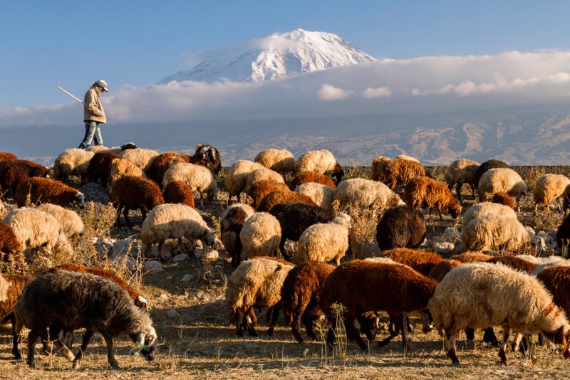 Das sind eine Menge Schafe? | Alamy Stock Photo