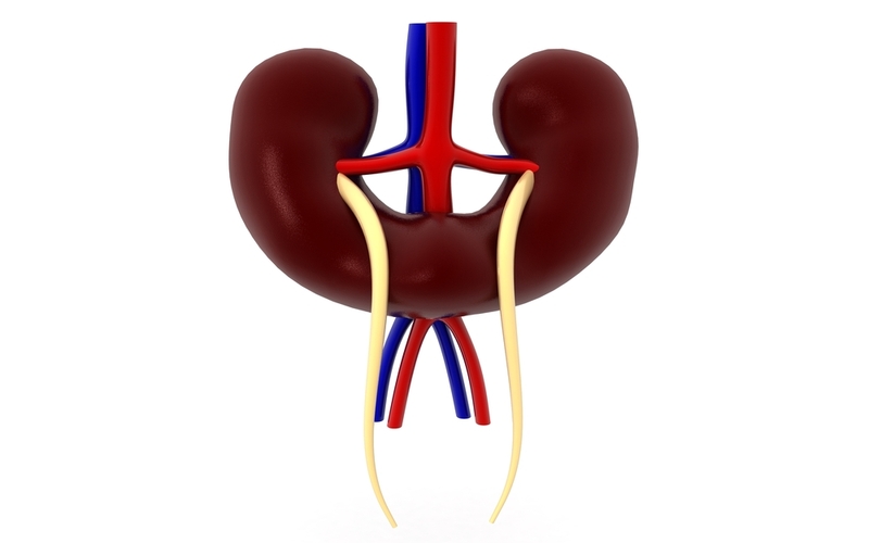 Horseshoe Kidney | Shutterstock
