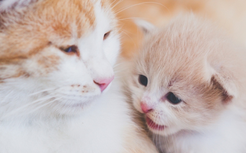 ¡Miau! | newsony/Shutterstock