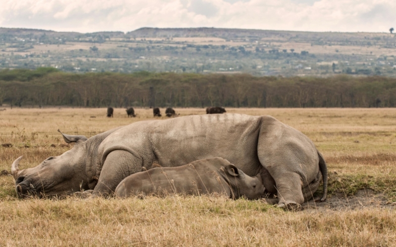 Una mamá rinoceronte multitarea | Alamy Stock Photo by Chris Minihane