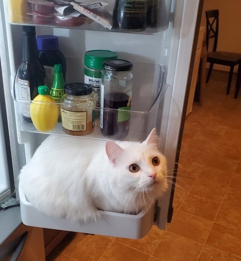 Eine kalte Katze | Reddit.com/Inepsy2489