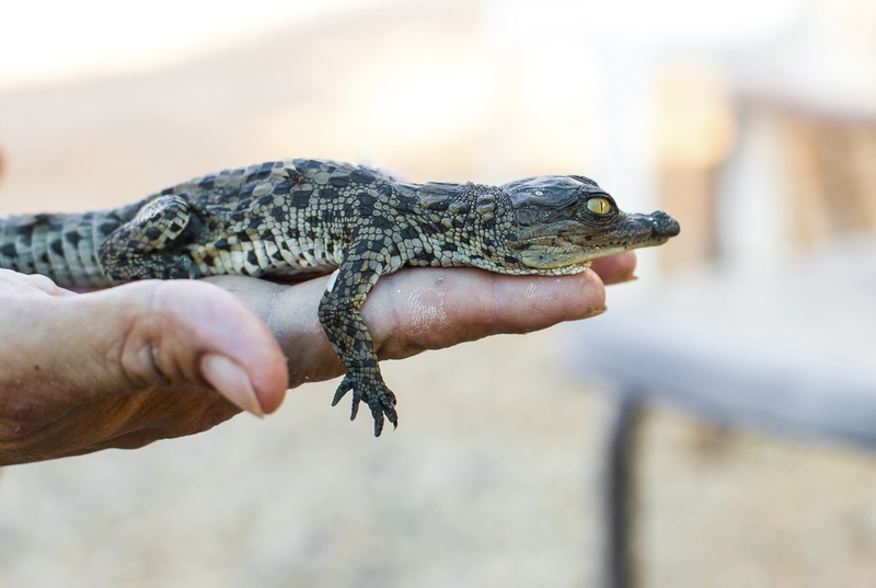 Alligatoren | Shutterstock Photo by Oleksandr Lysenko