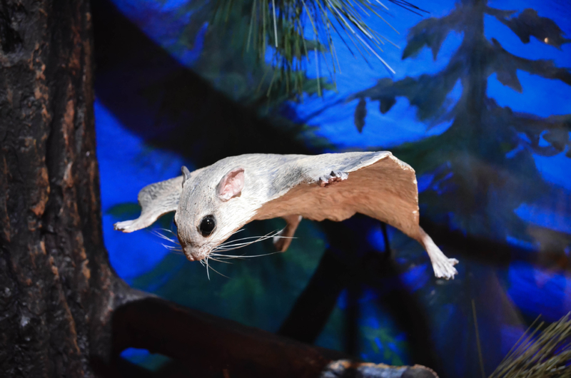 Fliegende Eichhörnchen | Shutterstock Photo by andysartworks