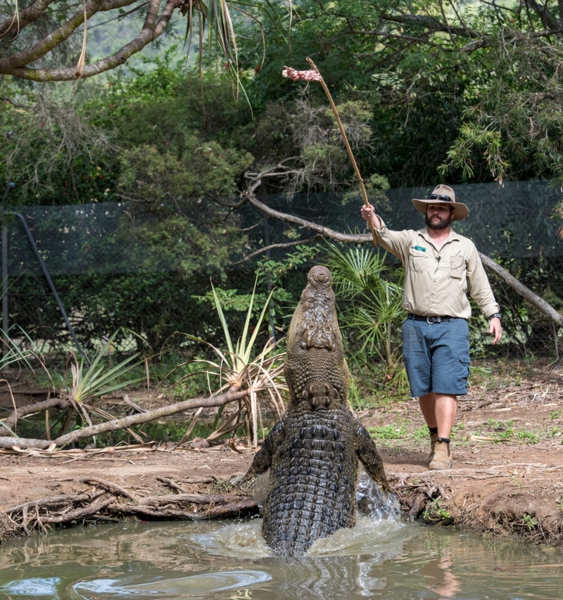 Krokodile | Shutterstock Photo by Robert Hiette