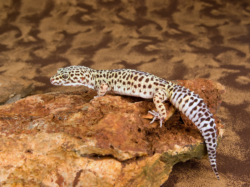 Leopardgecko | Shutterstock Photo by Lynn Currie