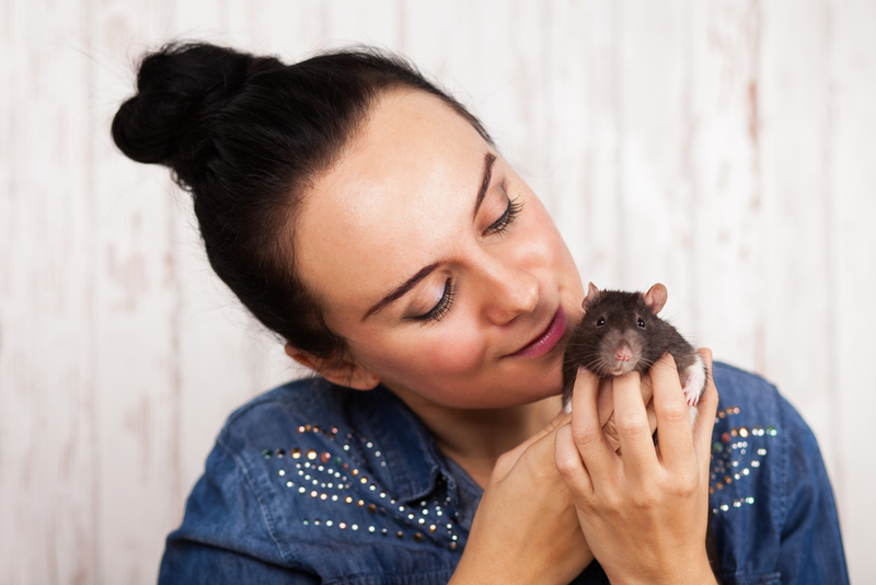 Ratten | Shutterstock Photo by George Dolgikh