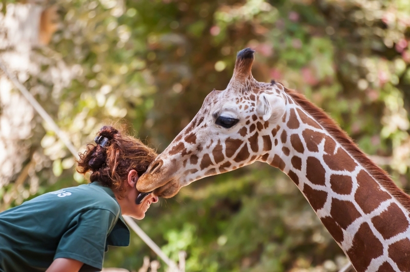 Giraffen | Shutterstock Photo by Roman Yanushevsky