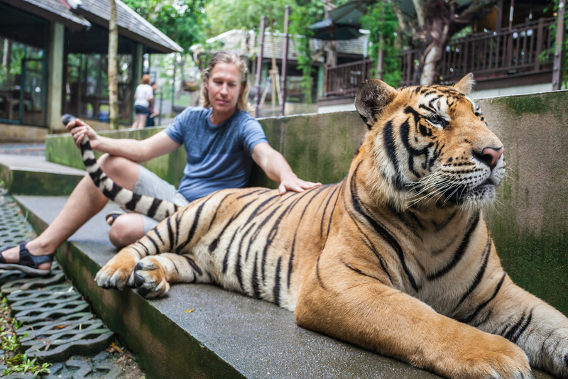 Tiger | Shutterstock Photo by saiko3p