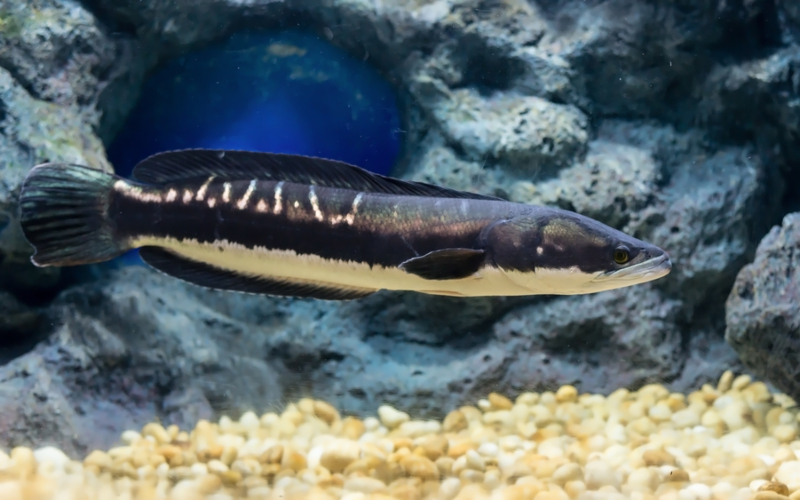 Schlangenkopffisch | Shutterstock Photo by taratipman