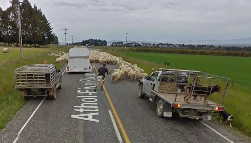Aufstand der Schafe | Reddit.com/General_Beefington via Google Street View