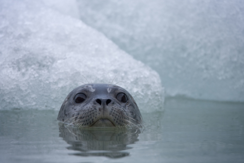 Decenas de focas | Getty Images Photo by Paul Souders