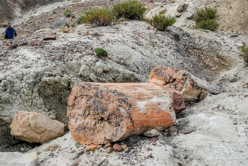 Fósiles petrificados | Shutterstock
