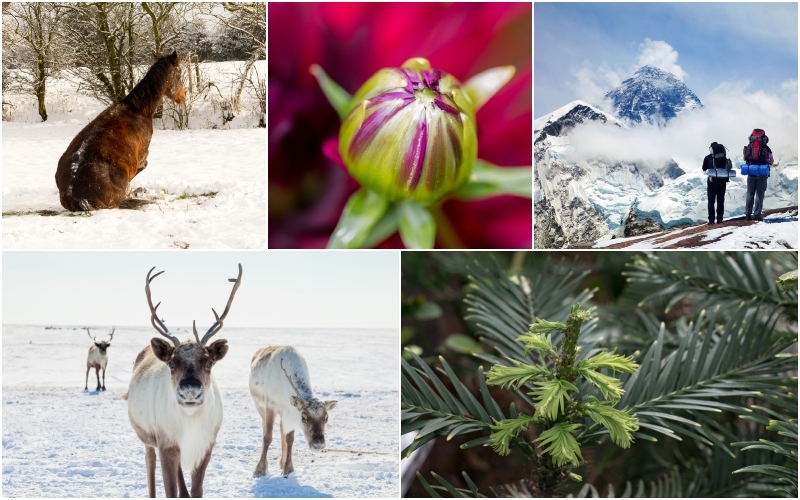 Las cosas más sorprendentes que se han encontrado bajo el hielo | Shutterstock