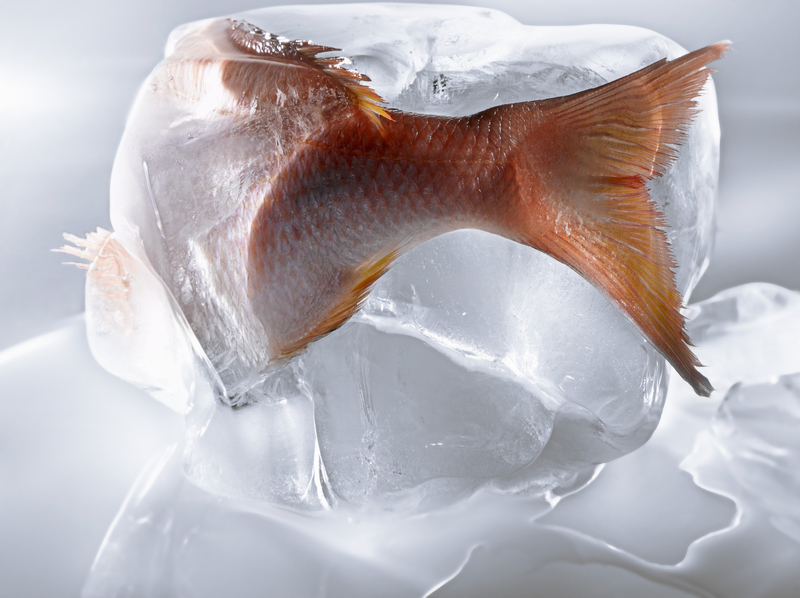 Peces congelados | Getty Images Photo by Studio