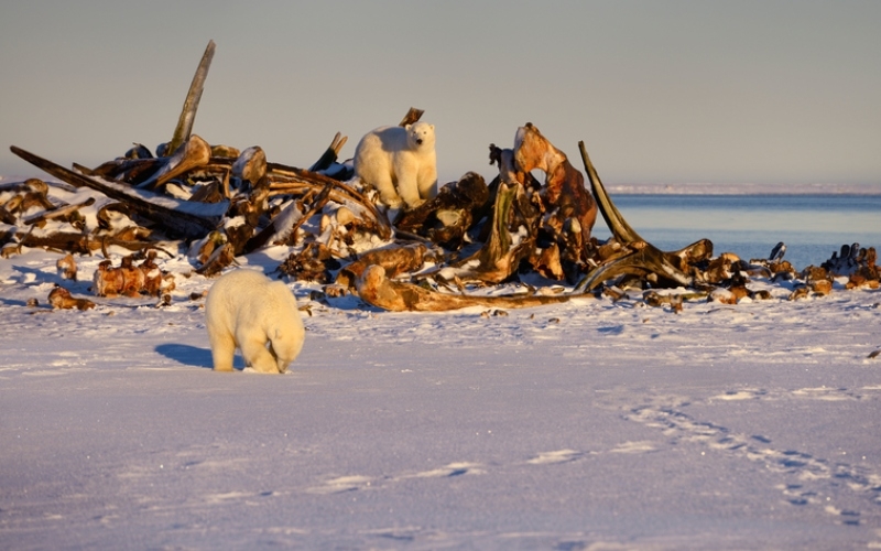 Osos polares hurgando en huesos de ballena | Alamy Stock Photo by Gaertner